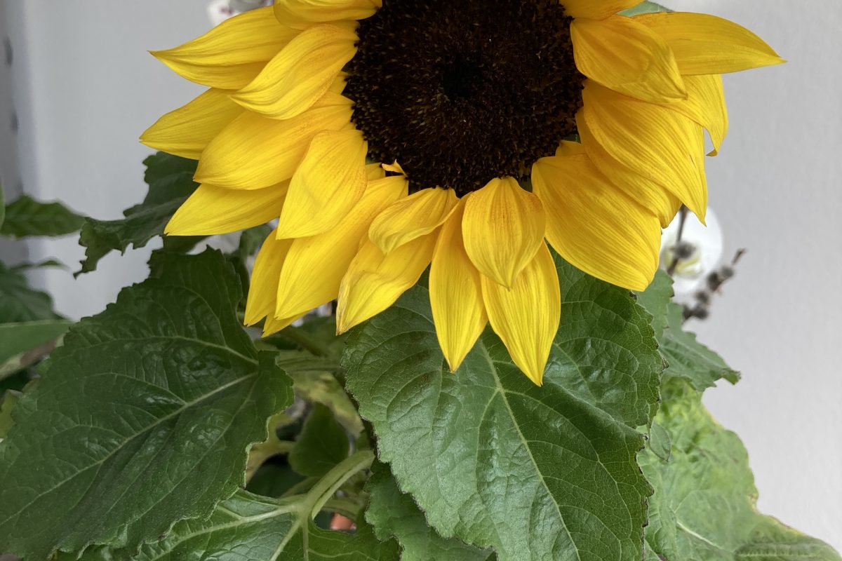 sunflower - Mütterzentrum e.V. Leipzig