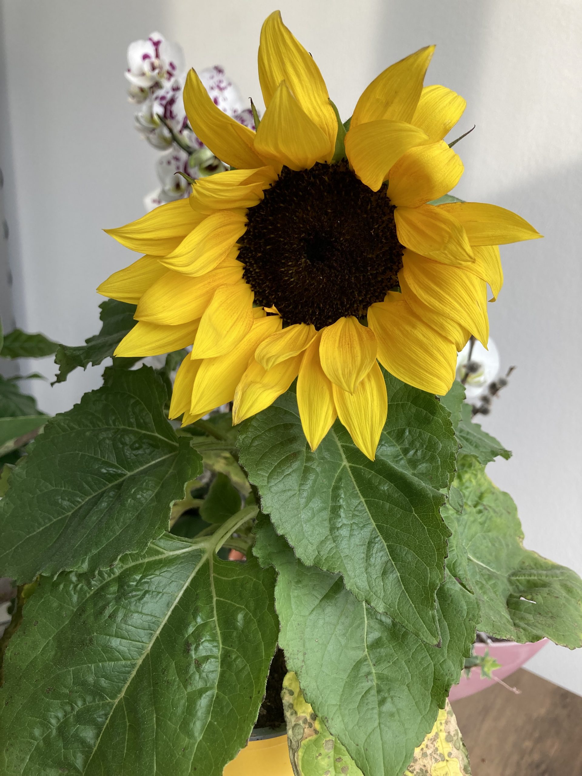 sunflower scaled - Mütterzentrum e.V. Leipzig